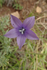Wahlenbergia krebsii
