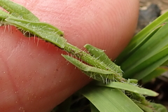 Wahlenbergia krebsii