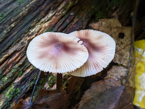 Mycena inclinata (Photo 2 of 4)