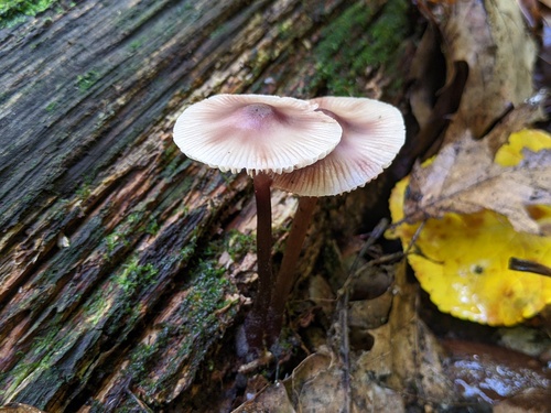 Mycena inclinata