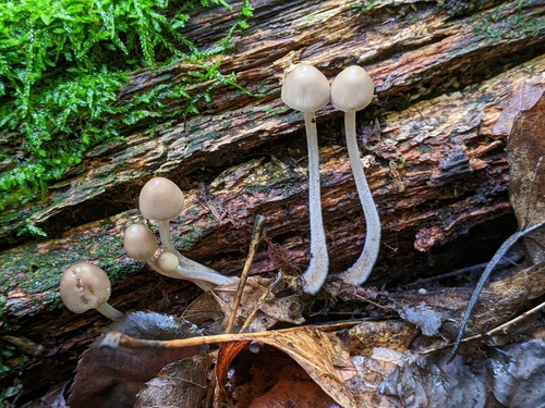 Mycena inclinata