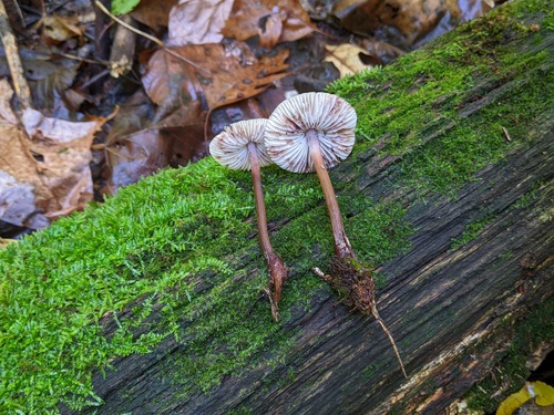 Mycena inclinata (Photo 3 of 4)