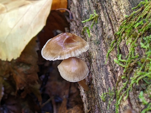Mycena inclinata (Photo 4 of 4)
