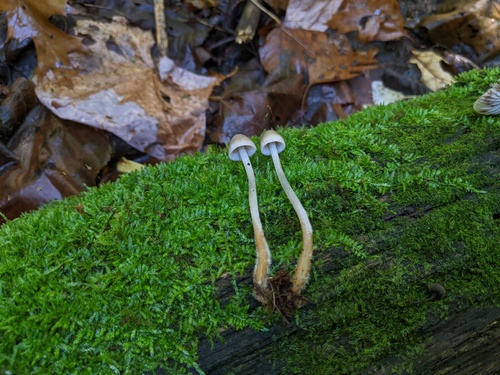 Mycena inclinata (Photo 2 of 2)