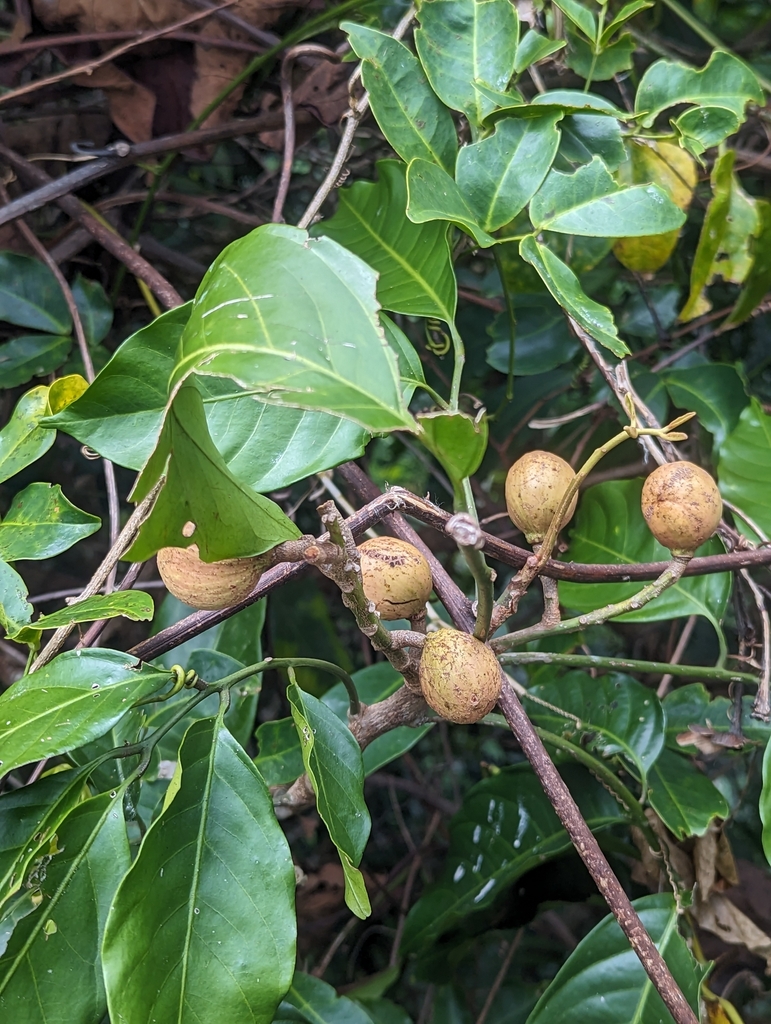 Prasoxylon alliaceum (Prasoxylon alliaceum)