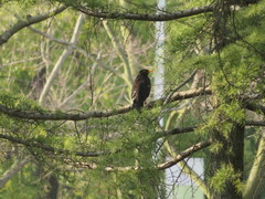 Turdus merula