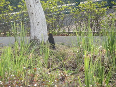 Turdus merula