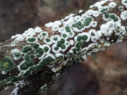 Trichoderma atroviride
