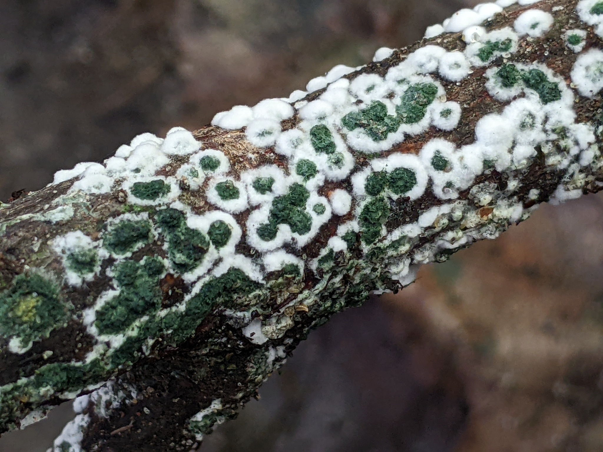 Trichoderma atroviride · iNaturalist