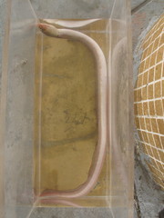 Pisodonophis cancrivorus