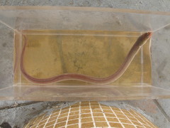 Pisodonophis cancrivorus