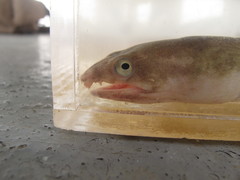 Pisodonophis cancrivorus