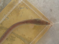 Pisodonophis cancrivorus