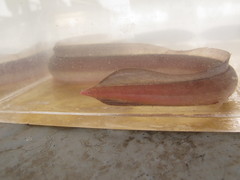 Pisodonophis cancrivorus