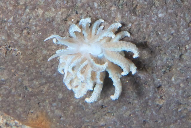 Beaded Soft Coral Eater