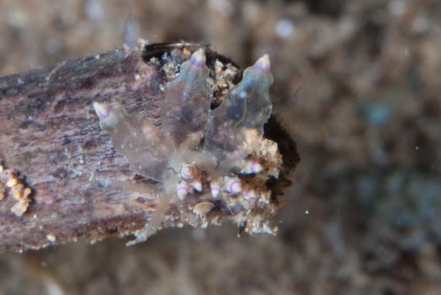 Mandapam eubranchus