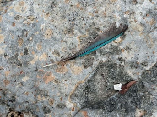 Momoto Cejas Azules