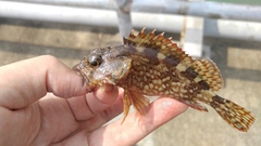 Sebastiscus marmoratus