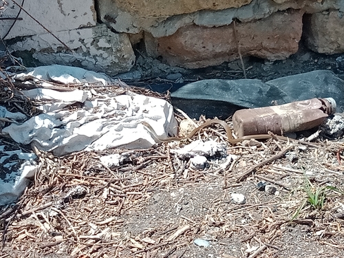 Eastern Brown Snake sighting