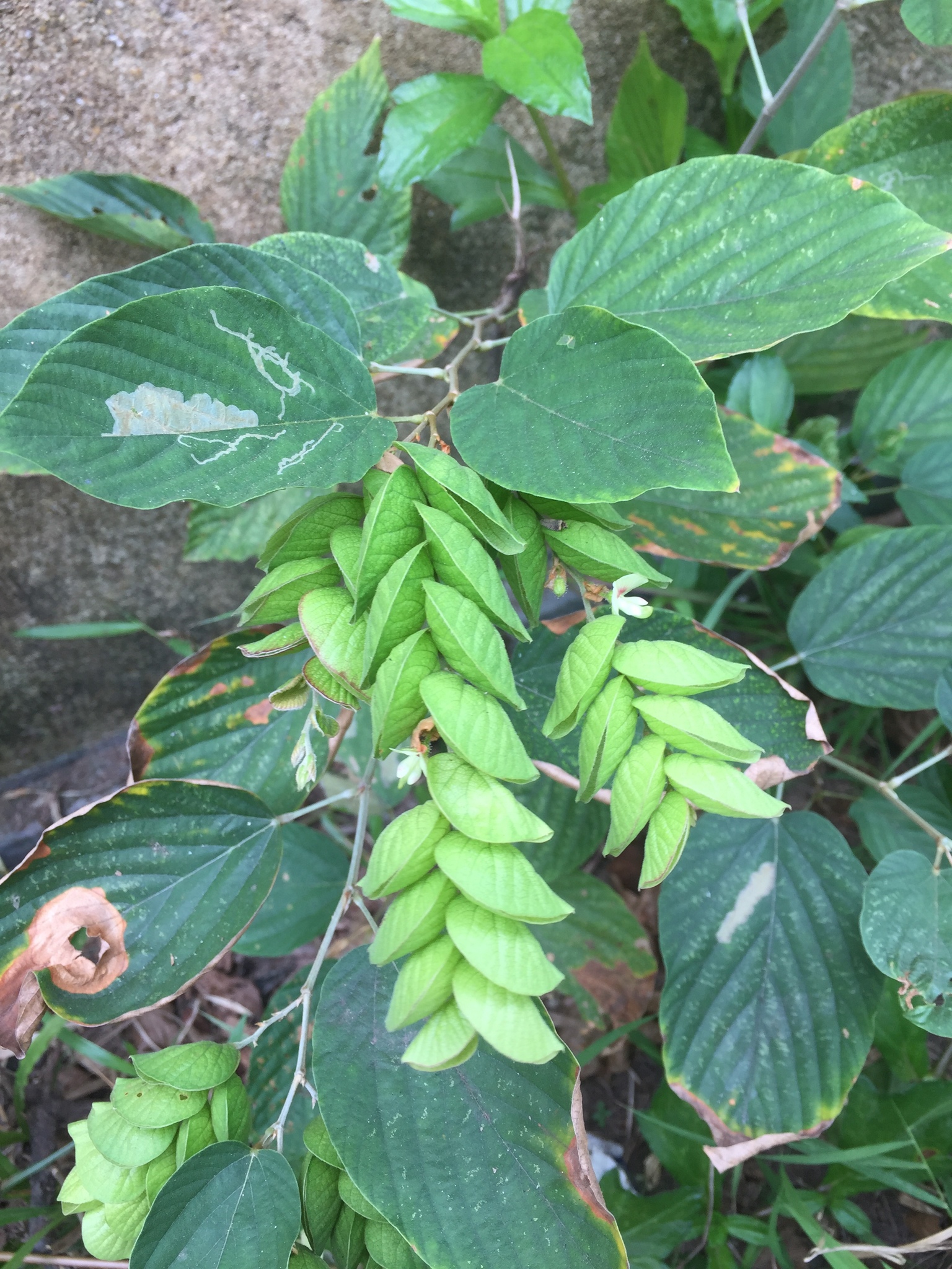 Flemingia