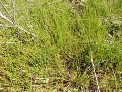 Juncus nodatus
