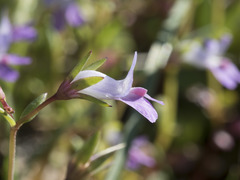 Collinsia sparsiflora collina