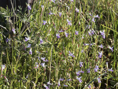 Collinsia sparsiflora collina