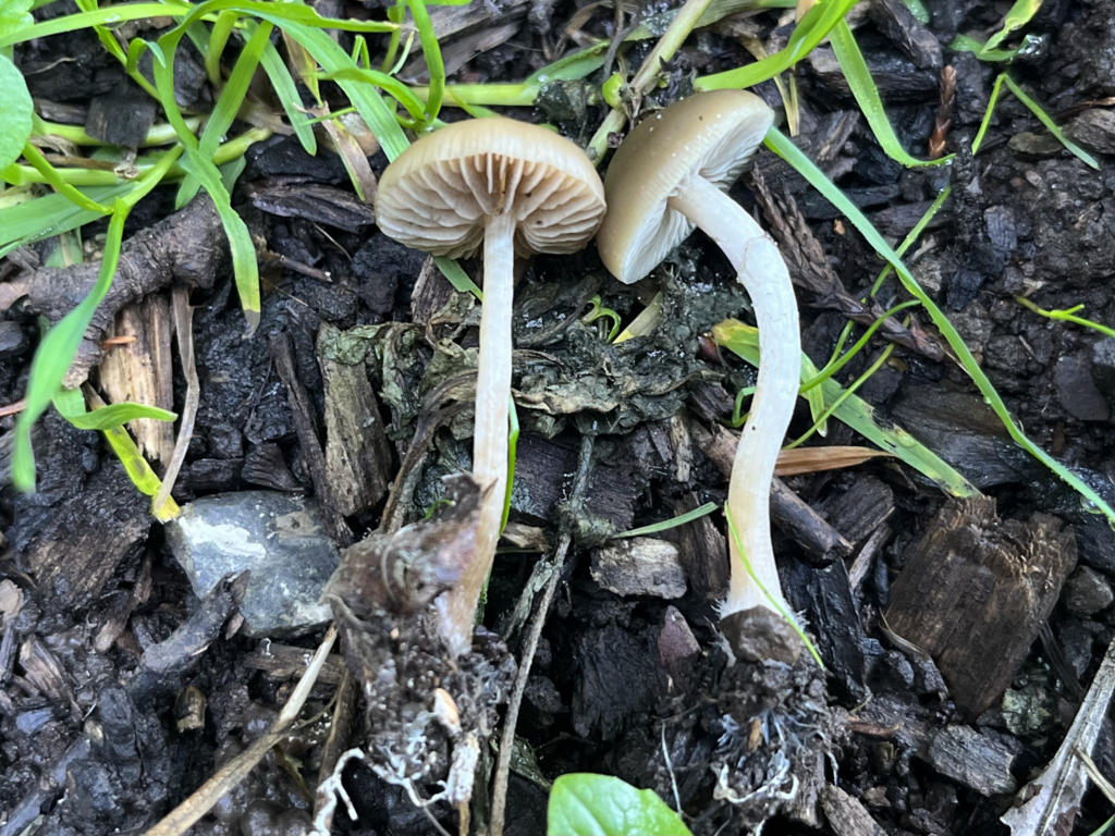 Psychedelic Ovoid Mushroom from Southwest Portland, Portland, OR, USA