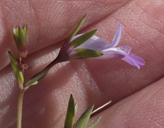 Collinsia sparsiflora collina