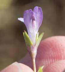 Collinsia sparsiflora collina