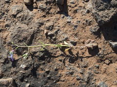 Collinsia sparsiflora collina