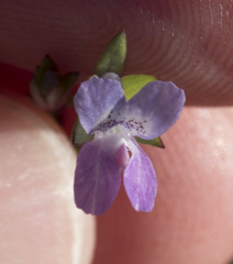Collinsia sparsiflora collina