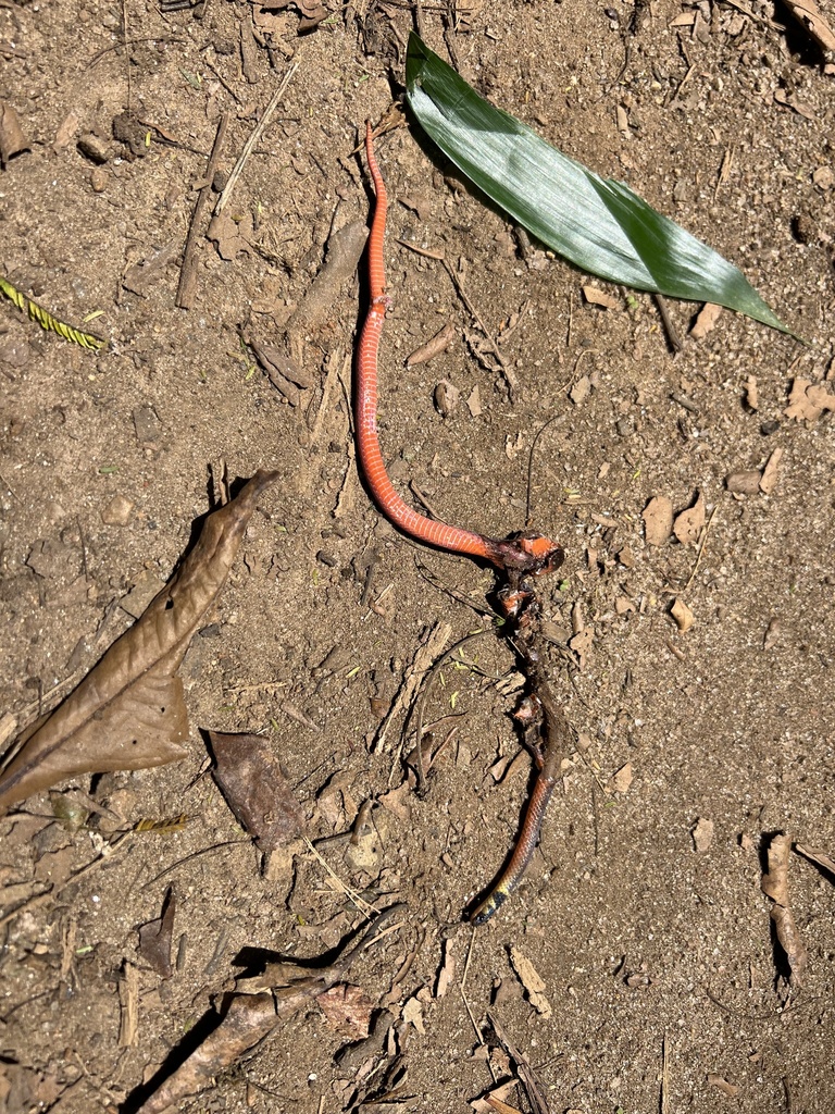 Usambara Centipede-eater
