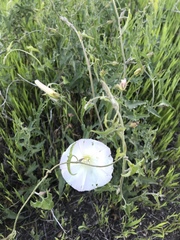 Calystegia macrostegia arida