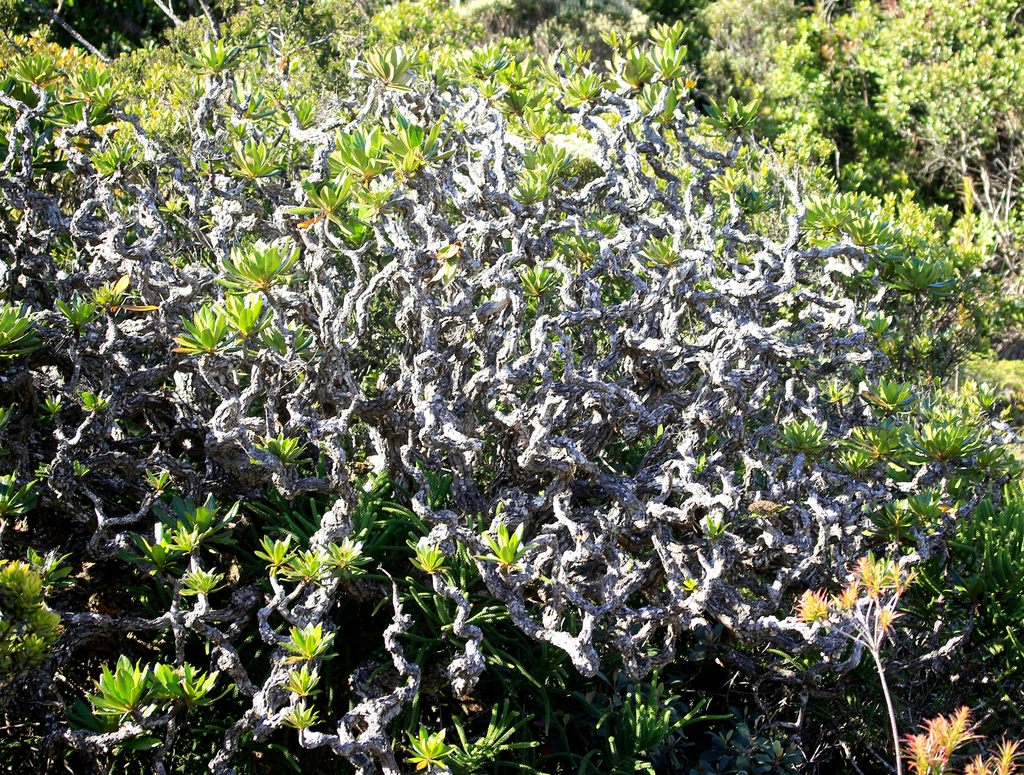 Apiopetalum glabratum