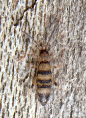 Willowsia platani