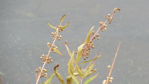 swamp loosestrife (Decodon verticillatus)