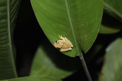 Dendropsophus phlebodes