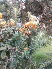 Buddleja coriacea