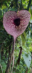 Aristolochia grandiflora image