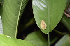 Dendropsophus phlebodes