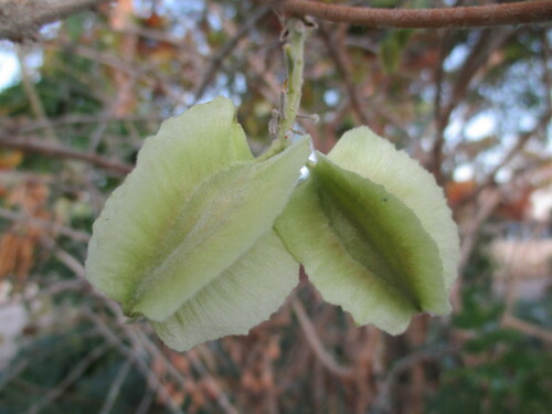 Image of Combretum mossambicense by no rights reserved