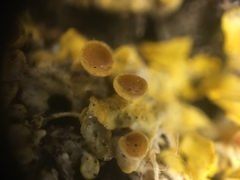 Xanthoria parietina