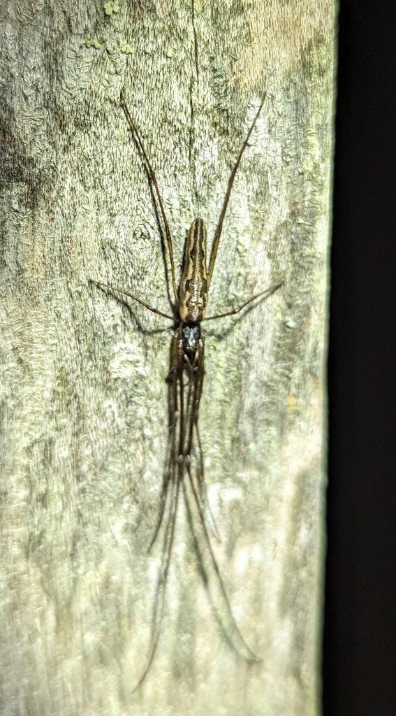 Elongate Stilt Spider