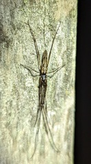 Elongate Stilt Spider