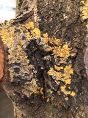 Xanthoria parietina