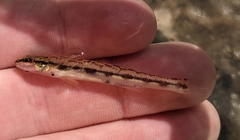 Bankhead Darter photo 3