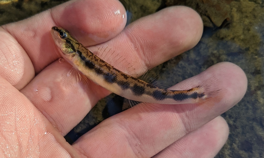 Bankhead Darter