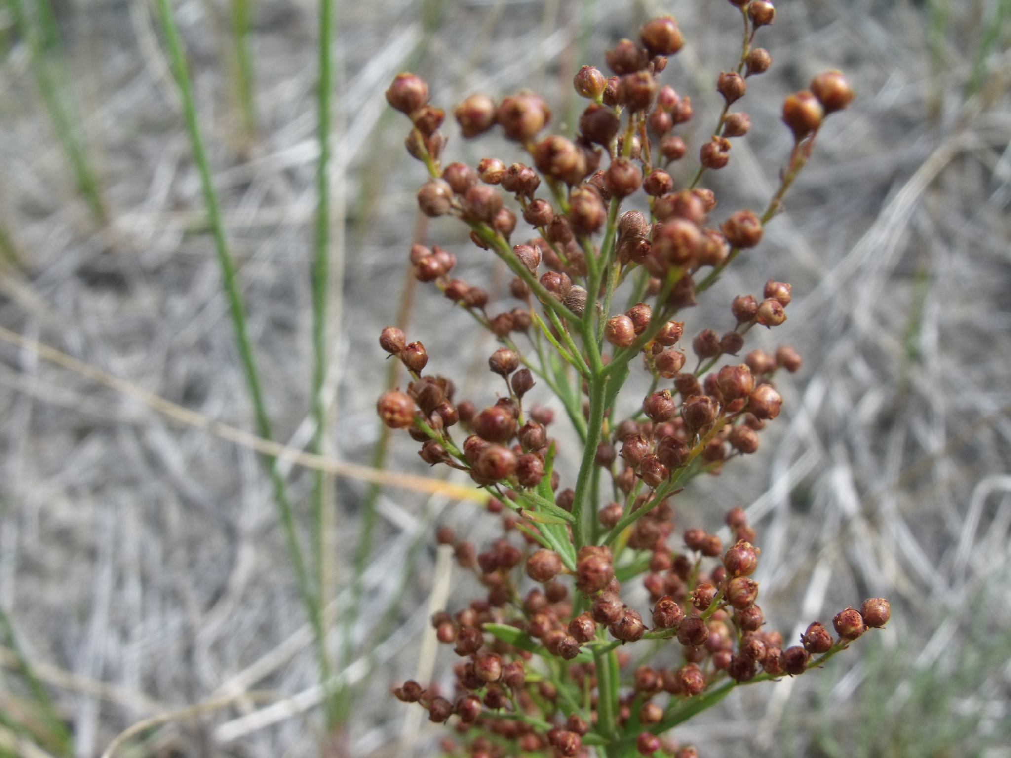 Lechea intermedia var. intermedia
