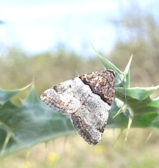 Cobubatha dividua